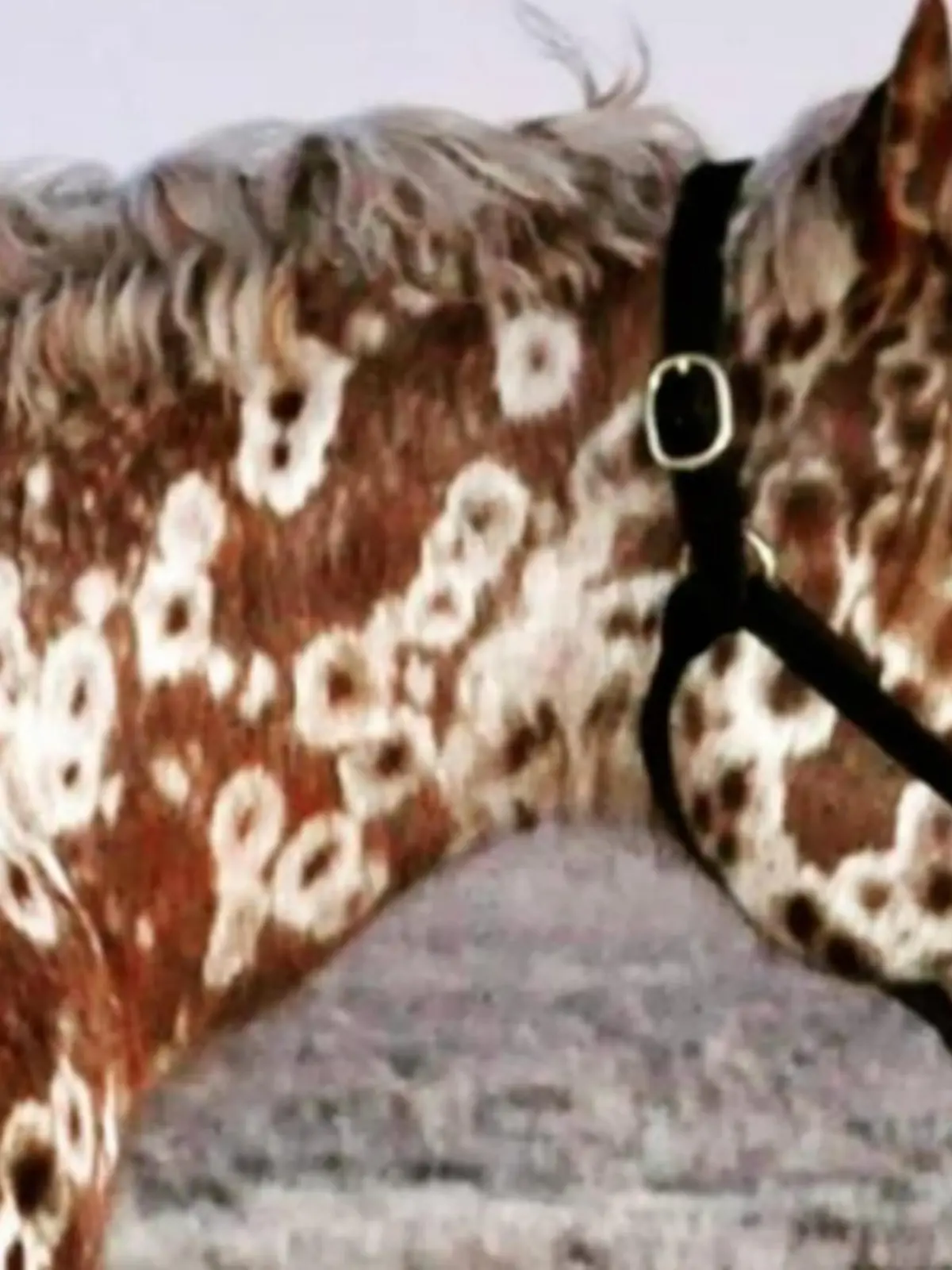 Wicket begeistert mit seinem Fell das Internet. Der Appaloosa-Hengst hat eine ganz besondere Leoparden-Musterung auf seinem Fell.