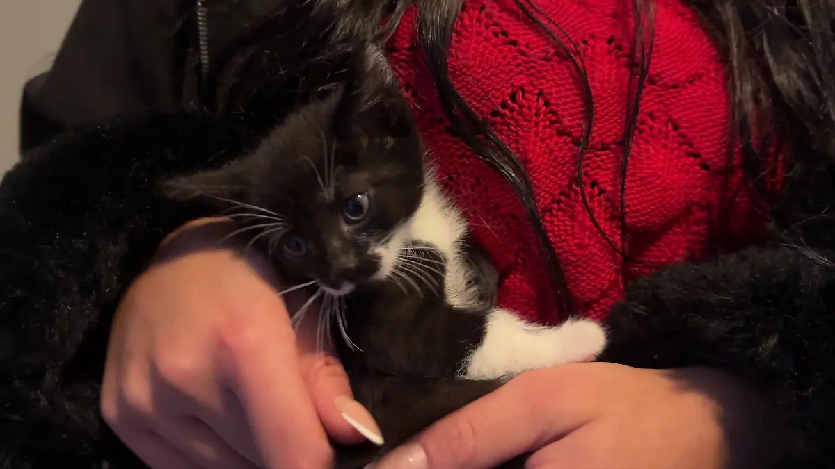 Diese kleine Katze sollten die Geschwister nach ihrer Rückkehr aus der Türkei bekommen.