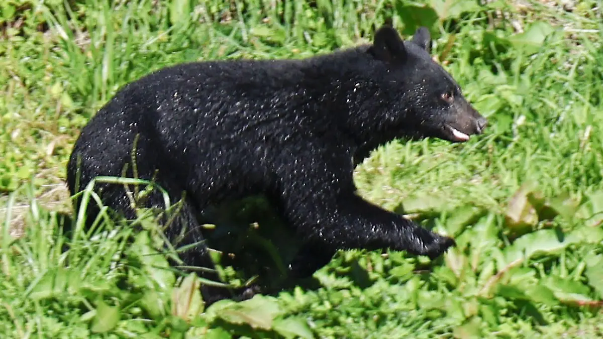 Asiatischer Schwarzbär