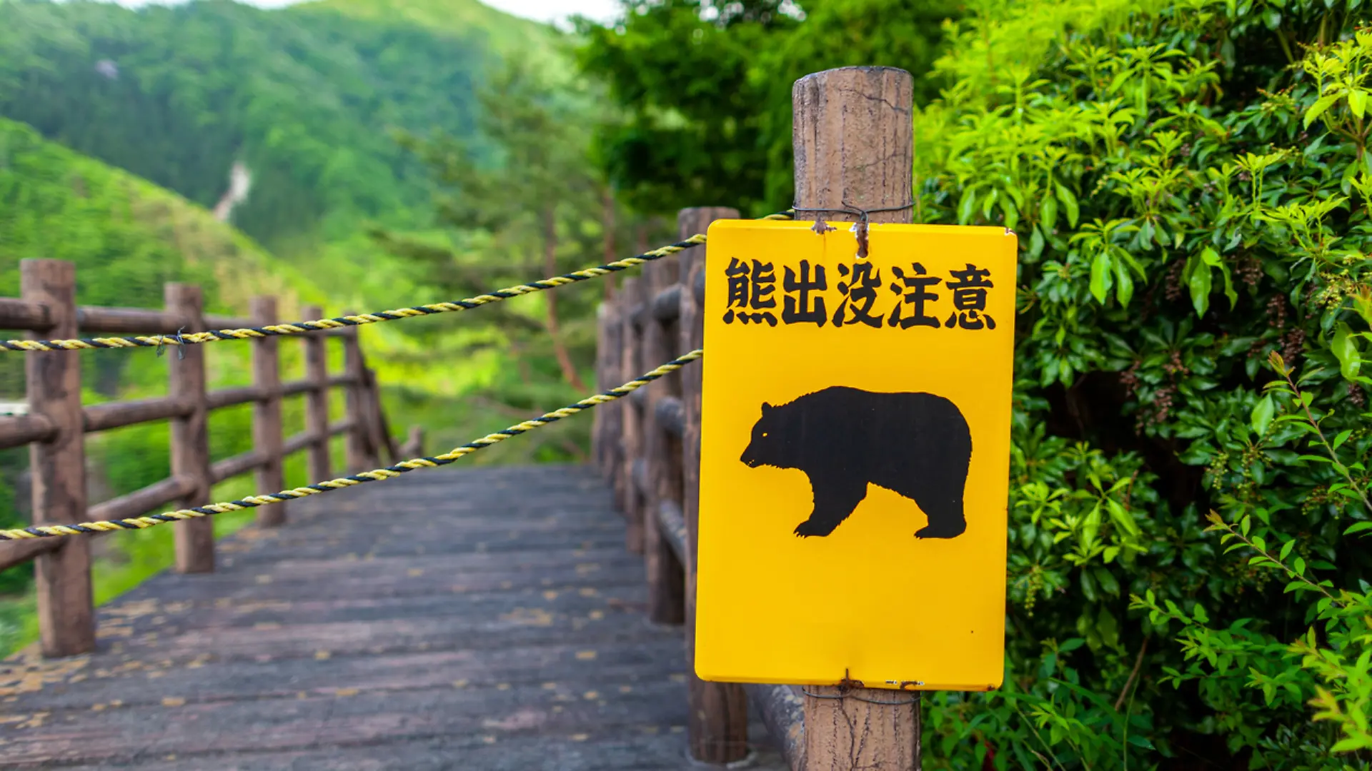 Warnung vor wilden Bären in Japan