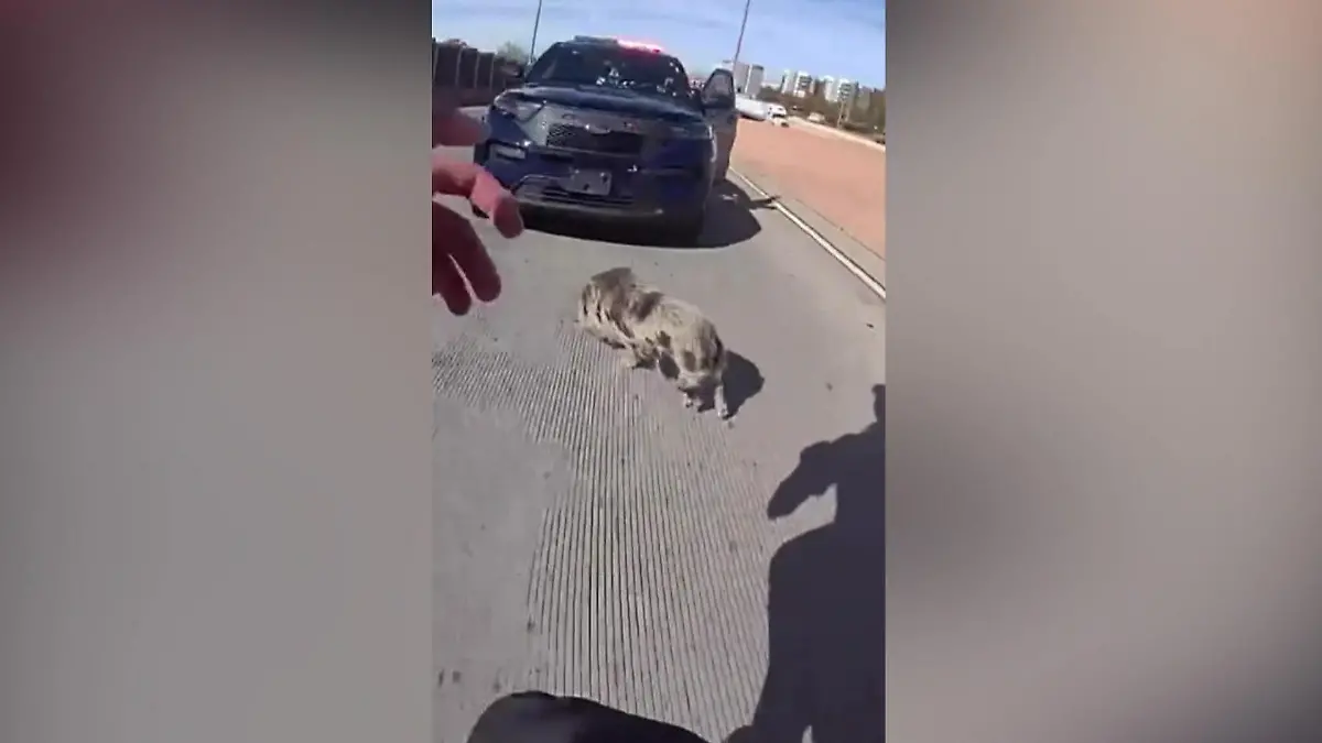 Polizei hetzt über Autobahn – um Schwein einzufangen Saustarke Verfolgungsjagd!