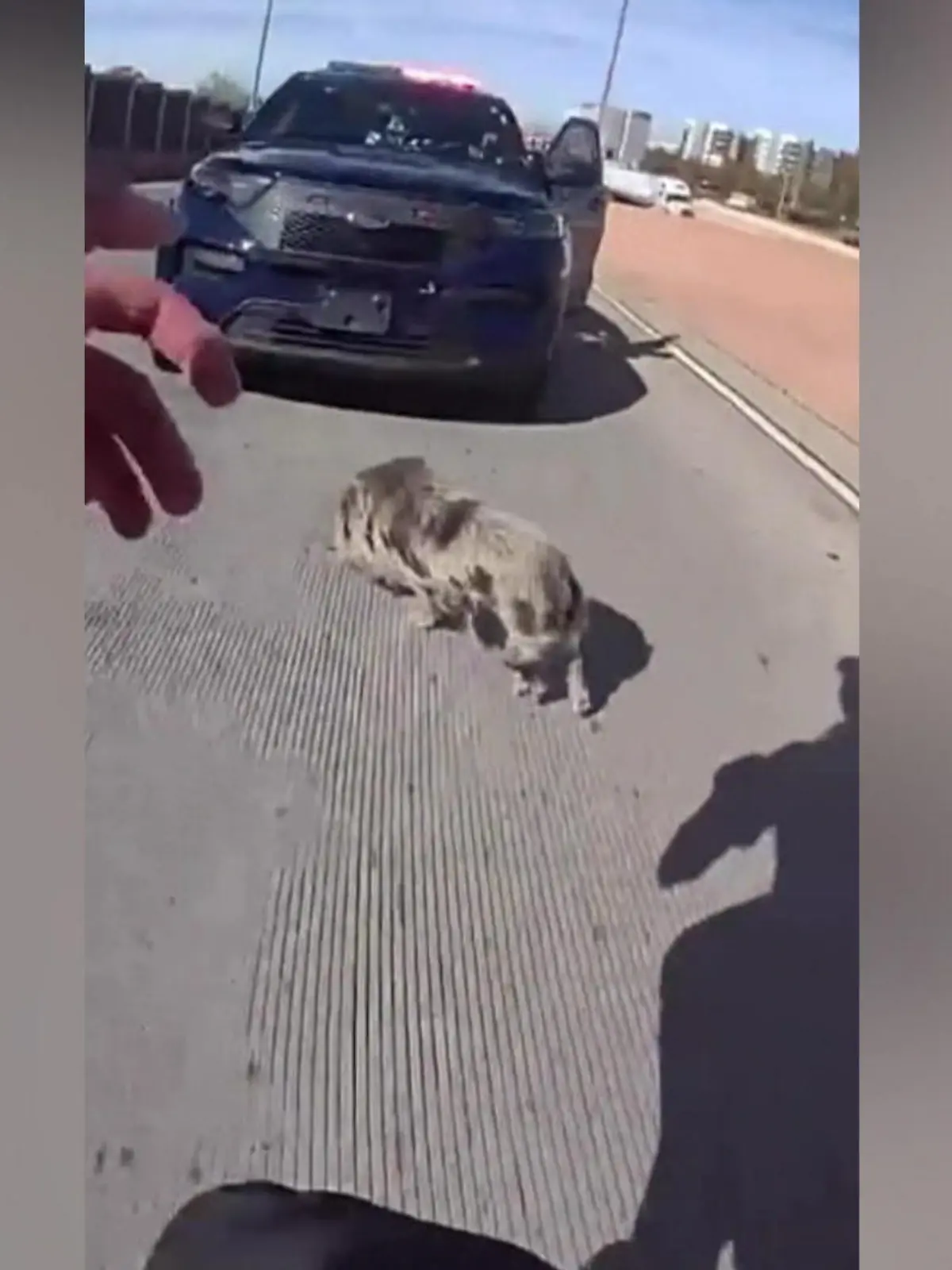 Bild zu: "Saustarke Verfolgungsjagd! Polizei hetzt über Autobahn – um Schwein einzufangen"