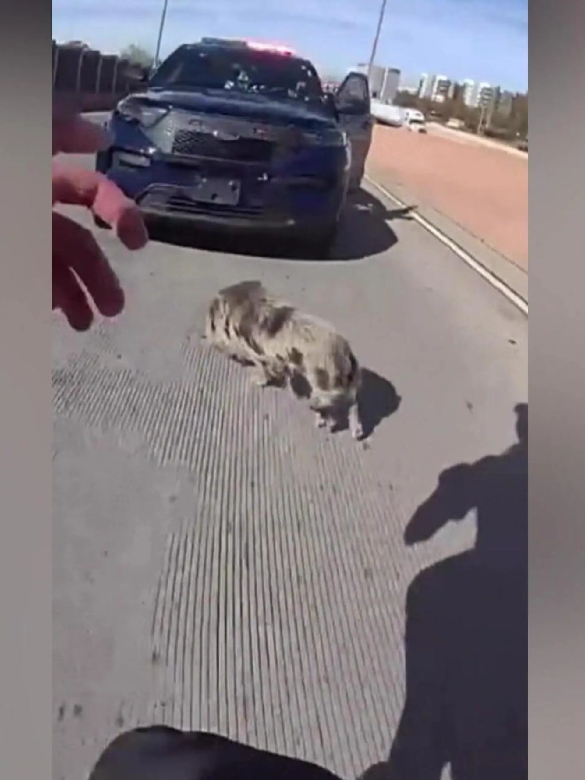 Bild zu: "Saustarke Verfolgungsjagd! Polizei hetzt über Autobahn – um Schwein einzufangen"