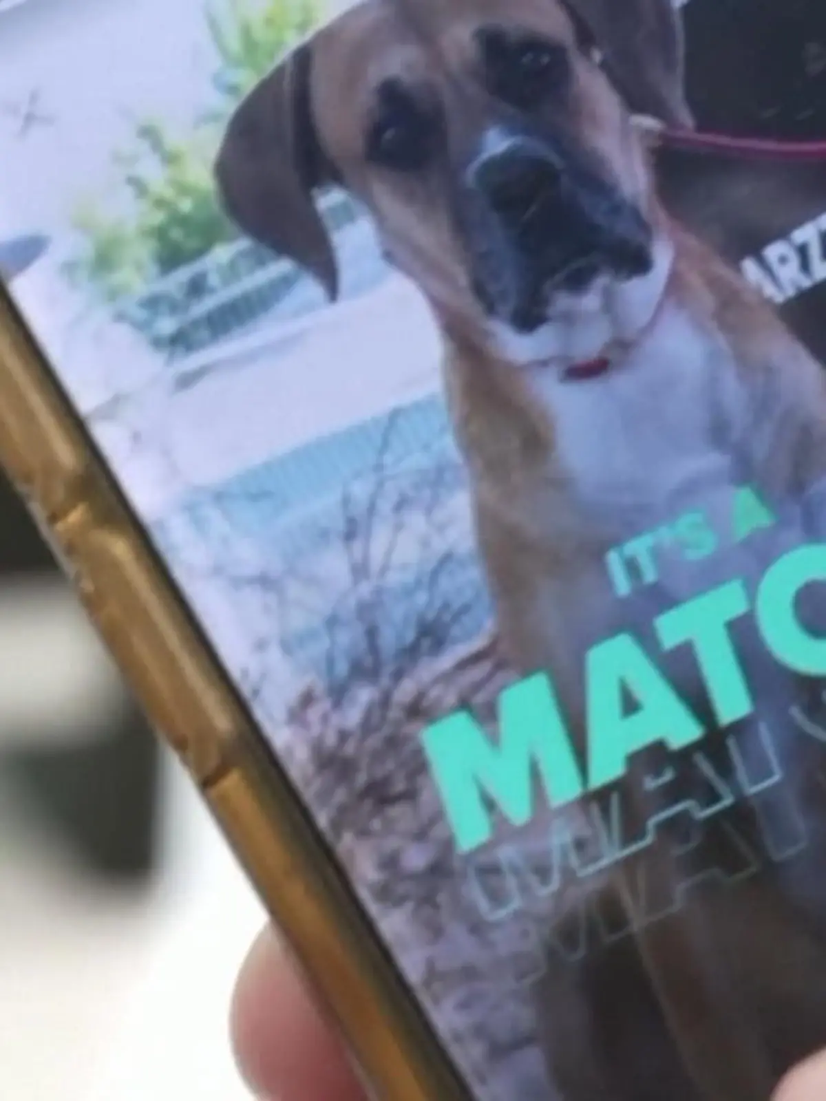 Ein Tierheim in München vermittelt Hunde und Katzen auf Tinder.