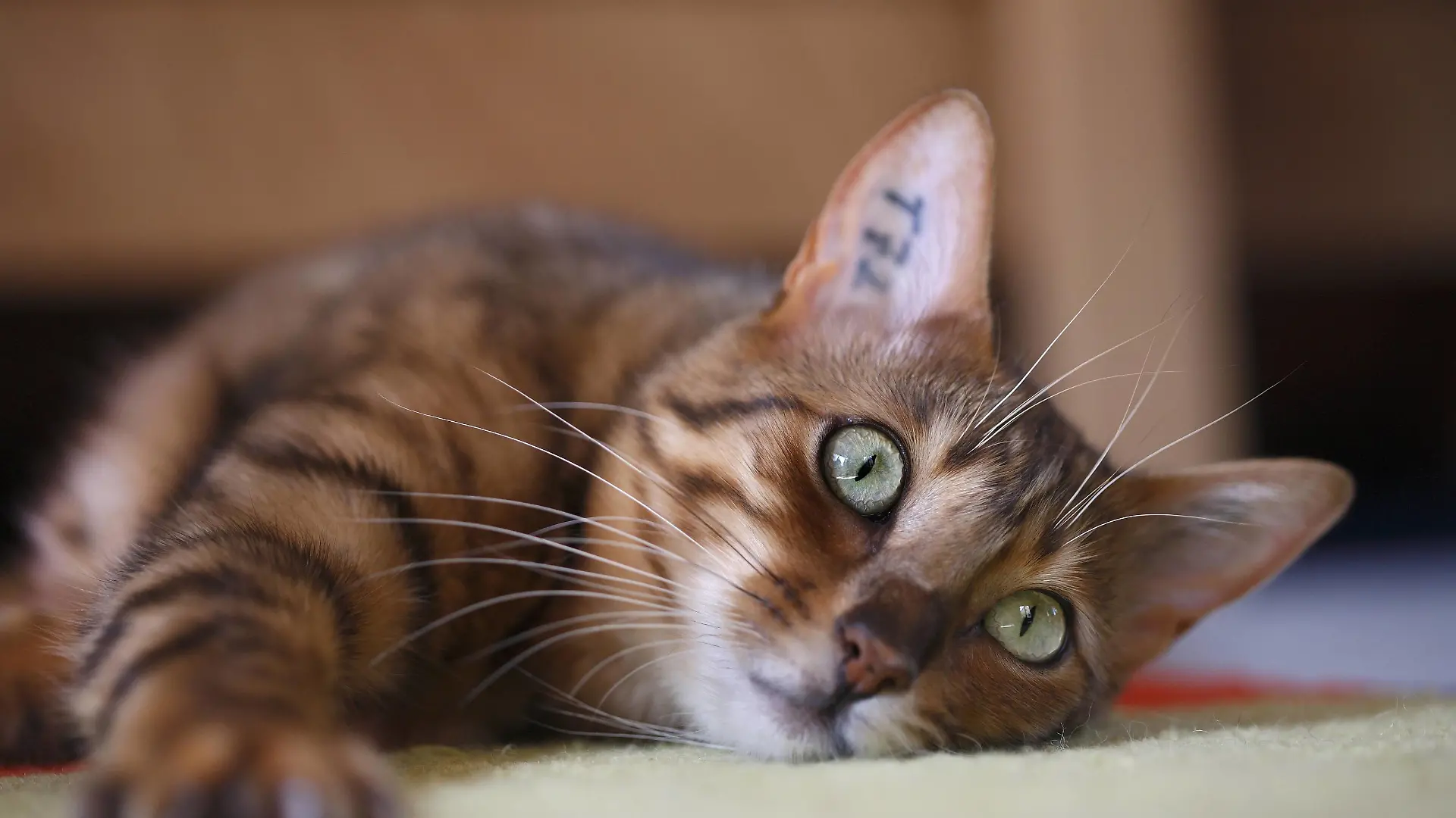 Bengalkatze, Bengal-Katze, Bengale Felis silvestris f. catus, liegt auf dem Teppich Bengal Felis silvestris f. catus, lying on the carpet BLWS231742
