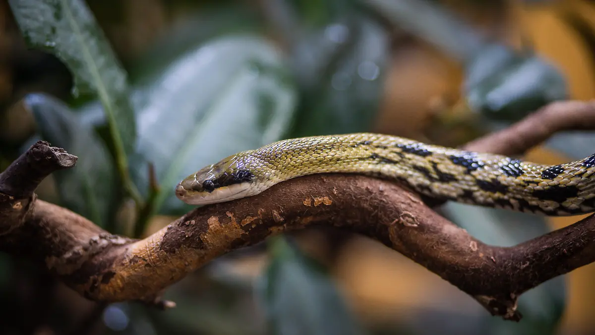 In einem Zug wurde eine ausgesetzte Schönnatter entdeckt.