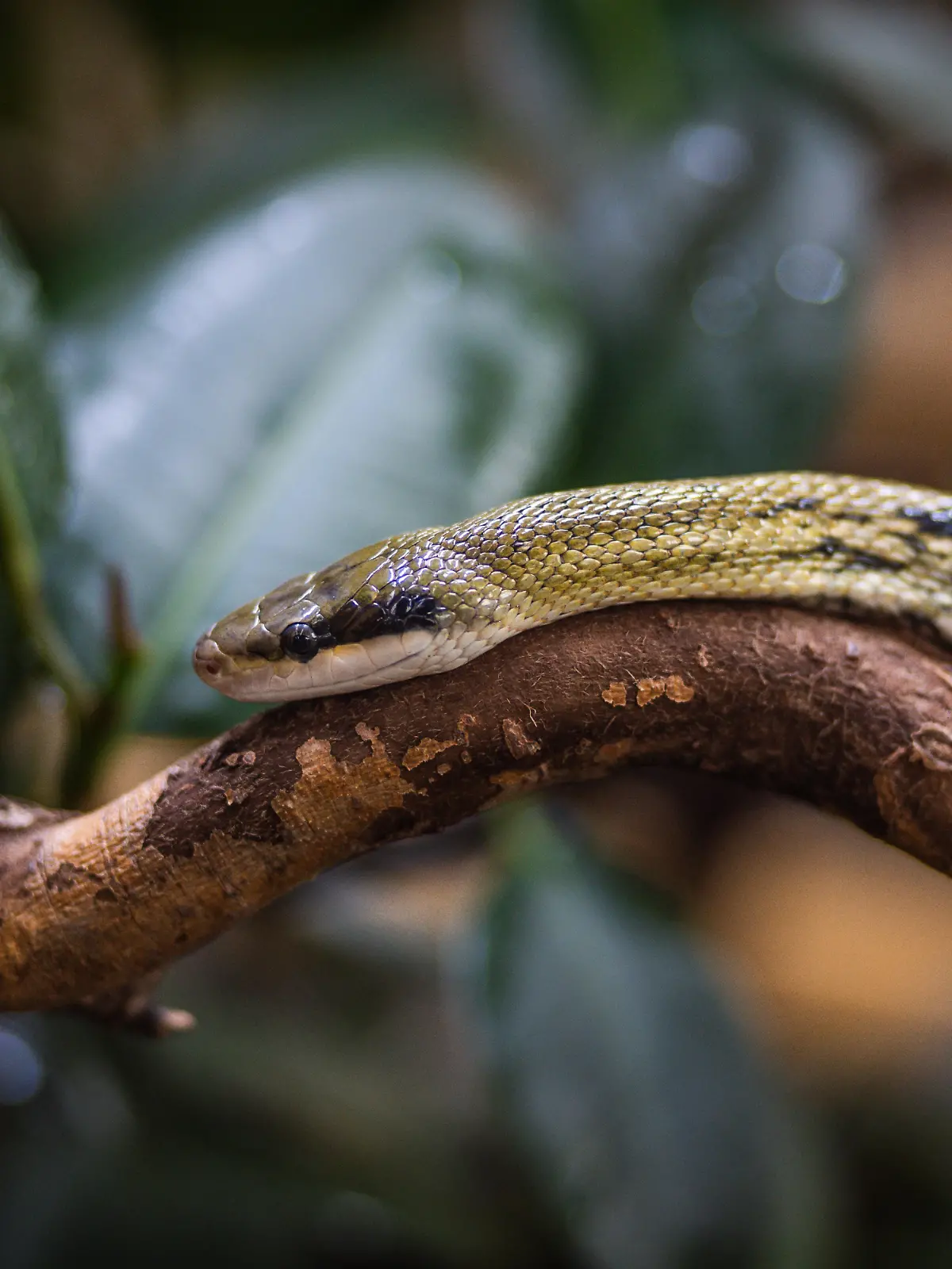 Bild zu: "Passagierin entdeckt Schlange auf Zugtoilette in Bremen"