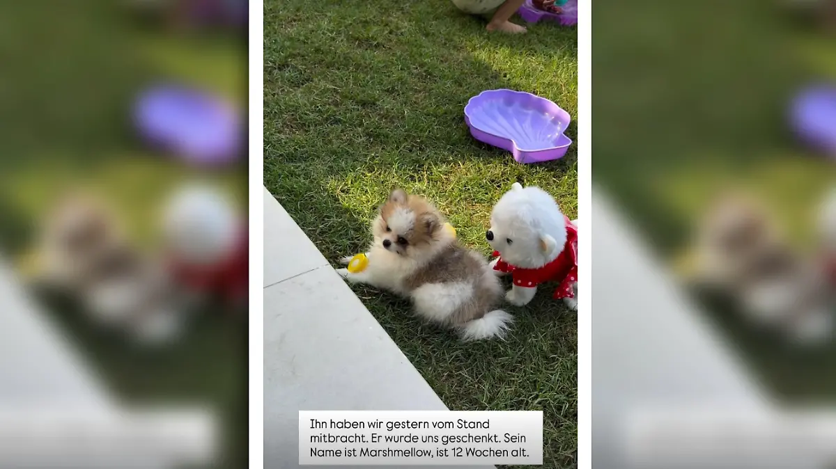 Anna-Maria Ferchichi zeigt ihren Followern bei Instagram den neuen Hund