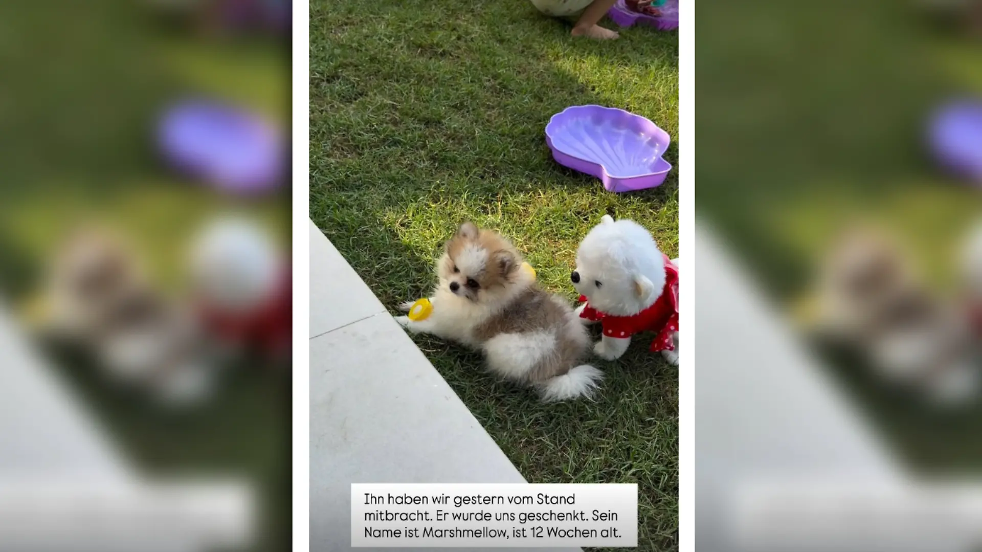 Anna-Maria Ferchichi zeigt ihren Followern bei Instagram den neuen Hund 