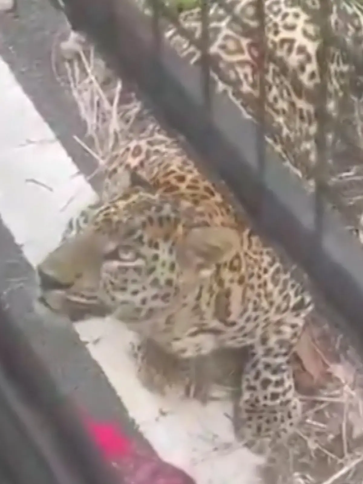 Bild zu: "Leopard springt an Safari-Bus – dann packt er zu!"