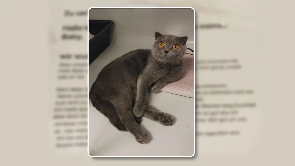 Katzenmama Mia ist in einem Umzugskarton ausgesetzt worden.