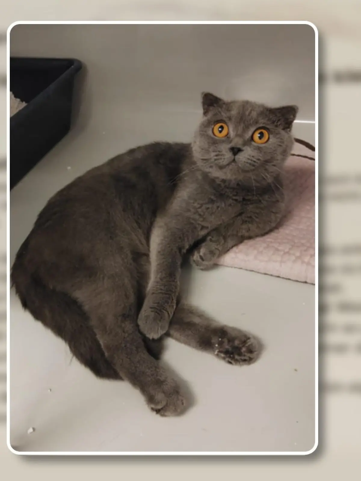 Katzenmama Mia ist in einem Umzugskarton ausgesetzt worden.