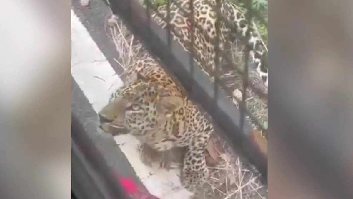 Leopard springt an Safari-Bus – dann packt er zu! Panik bei Touristen im Nationalpark