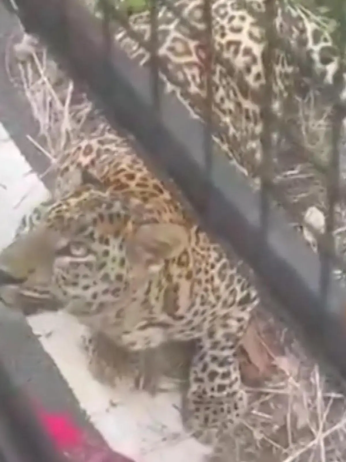 Bild zu: "Leopard springt an Safari-Bus – dann packt er zu!"