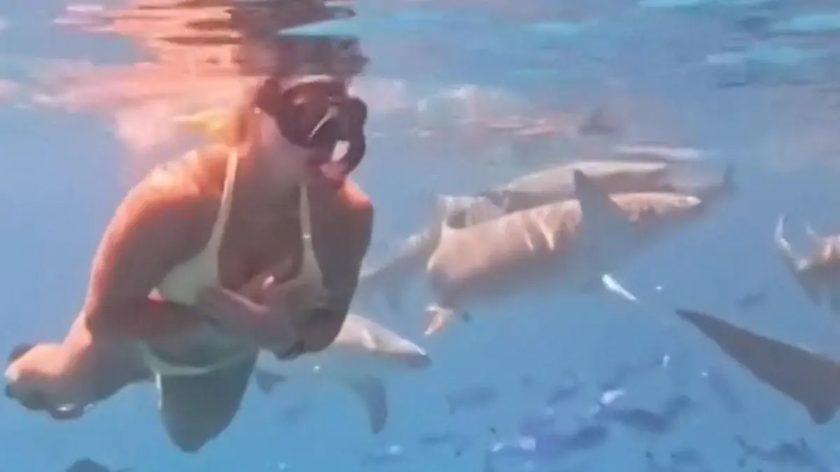 Von Haien umzingelt! Tennis-Star gleitet sexy durchs Wasser Ihre Follower lieben diese Aufnahmen