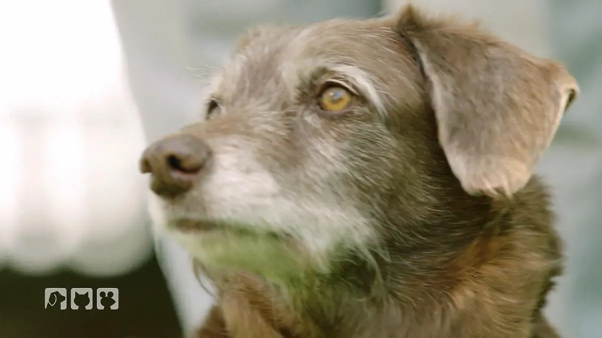 Ist Hardy heimlich ein Jagdhund? Wenn Instinkte sichtbar werden