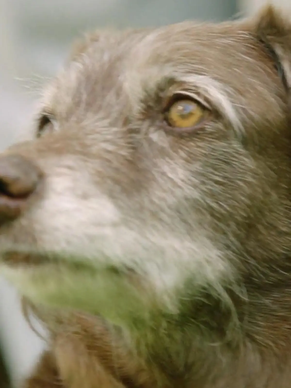 Bild zu: "Ist Hardy heimlich ein Jagdhund?"