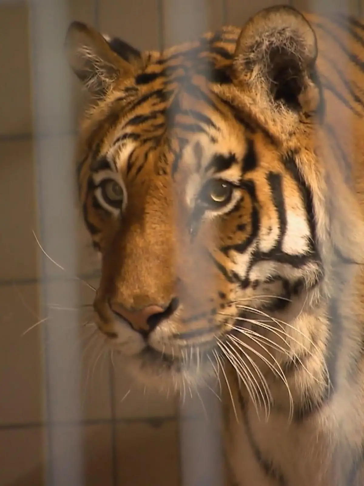 Bild zu: "Gefährlicher Einsatz bei den Tiger-Senioren"