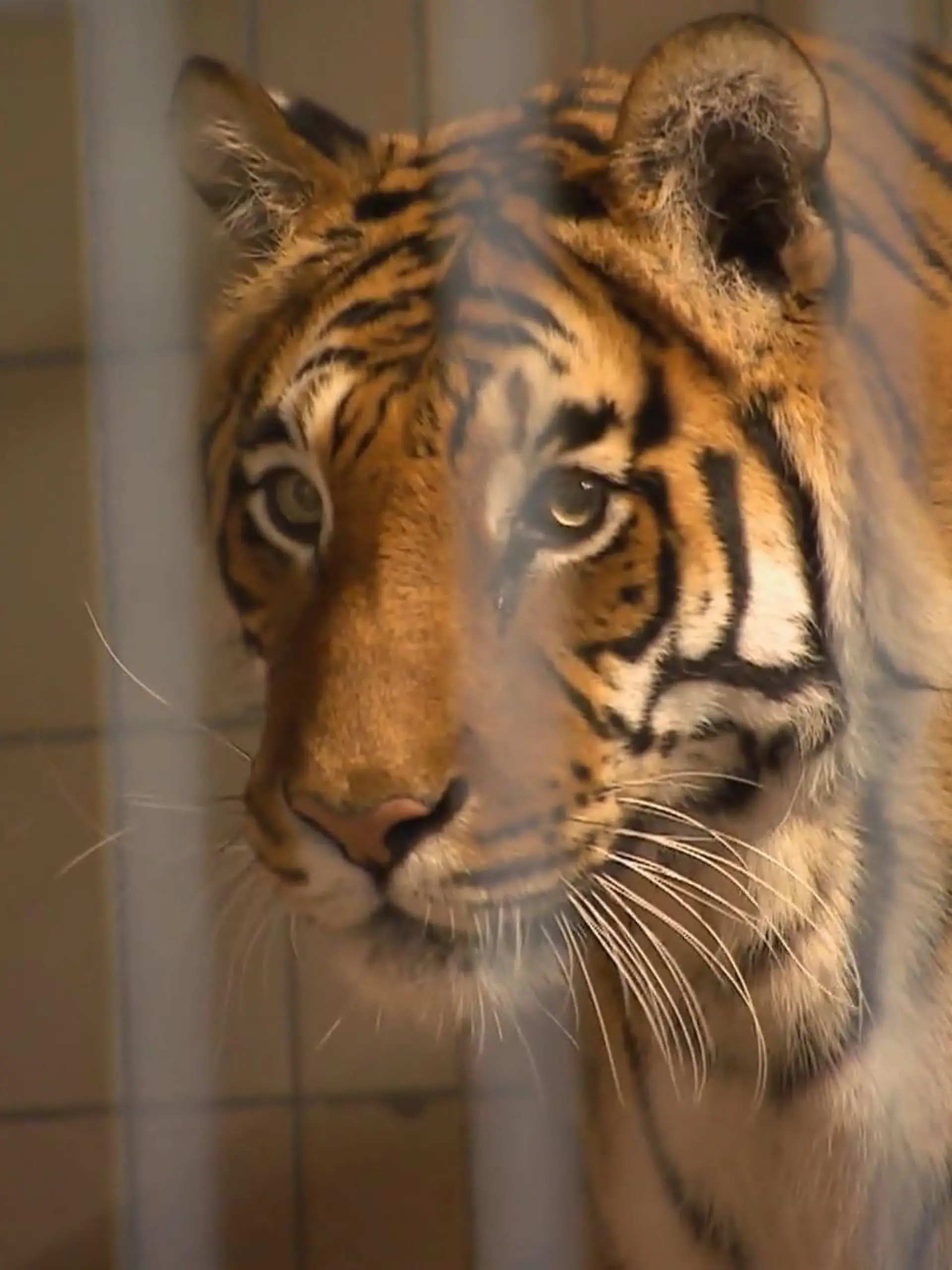 Bild zu: "Gefährlicher Einsatz bei den Tiger-Senioren"