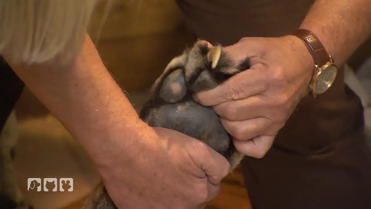 Dr. Karbe bereitet Tiger Boris auf die Narkose vor Ein heikler Moment