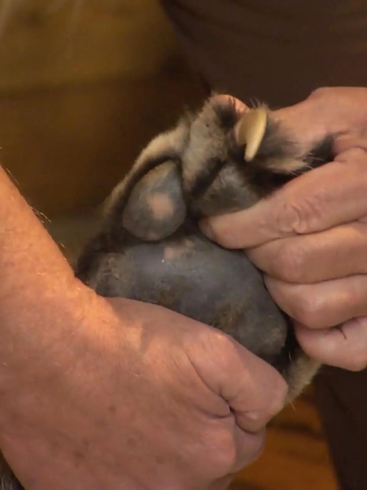 Bild zu: "Dr. Karbe bereitet Tiger Boris auf die Narkose vor"