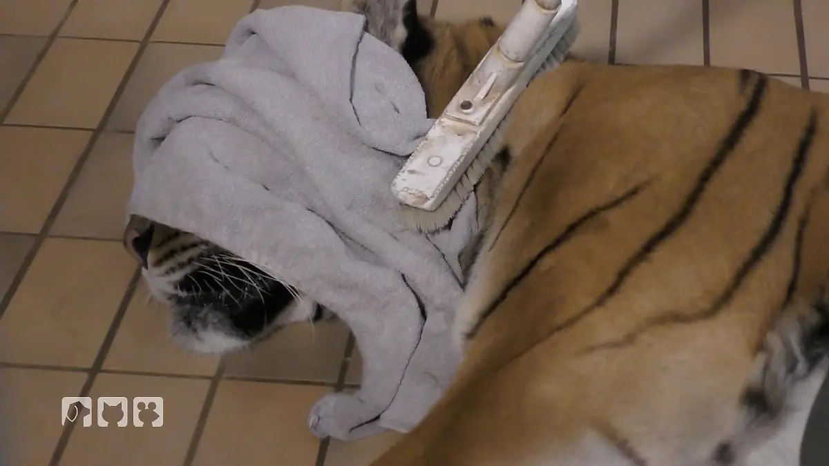 Senior Tiger Ussuri und Boris im großen Narkose Check Ein Gesundheitscheck unter höchster Vorsicht