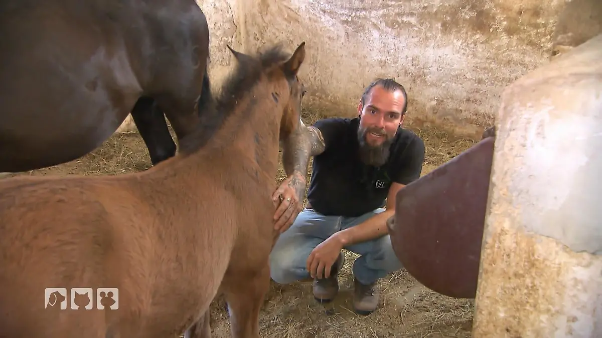 Fohlen Training mit sanften Händen Vertrauen als Basis