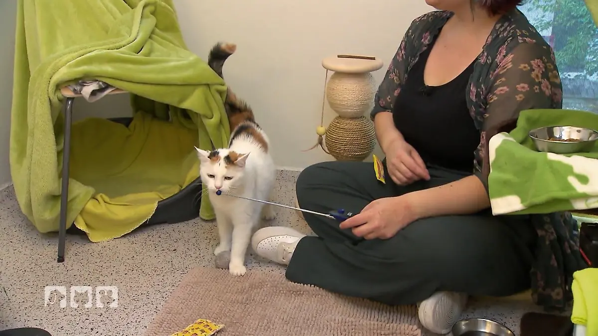 Pipsi und die anderen Katzen im Münchner Tierheim Schwierige Fälle