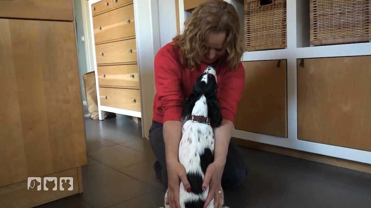 Kate Kitchenham übt das Busfahren Alltagsabenteuer für junge Hunde