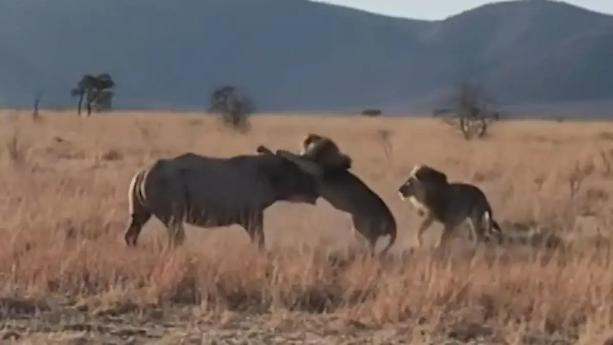 Zwei gegen einen! Spektakuläre Jagdszenen auf Safari – Löwen stürzen sich auf Nashorn Vor den Augen der Touristen
