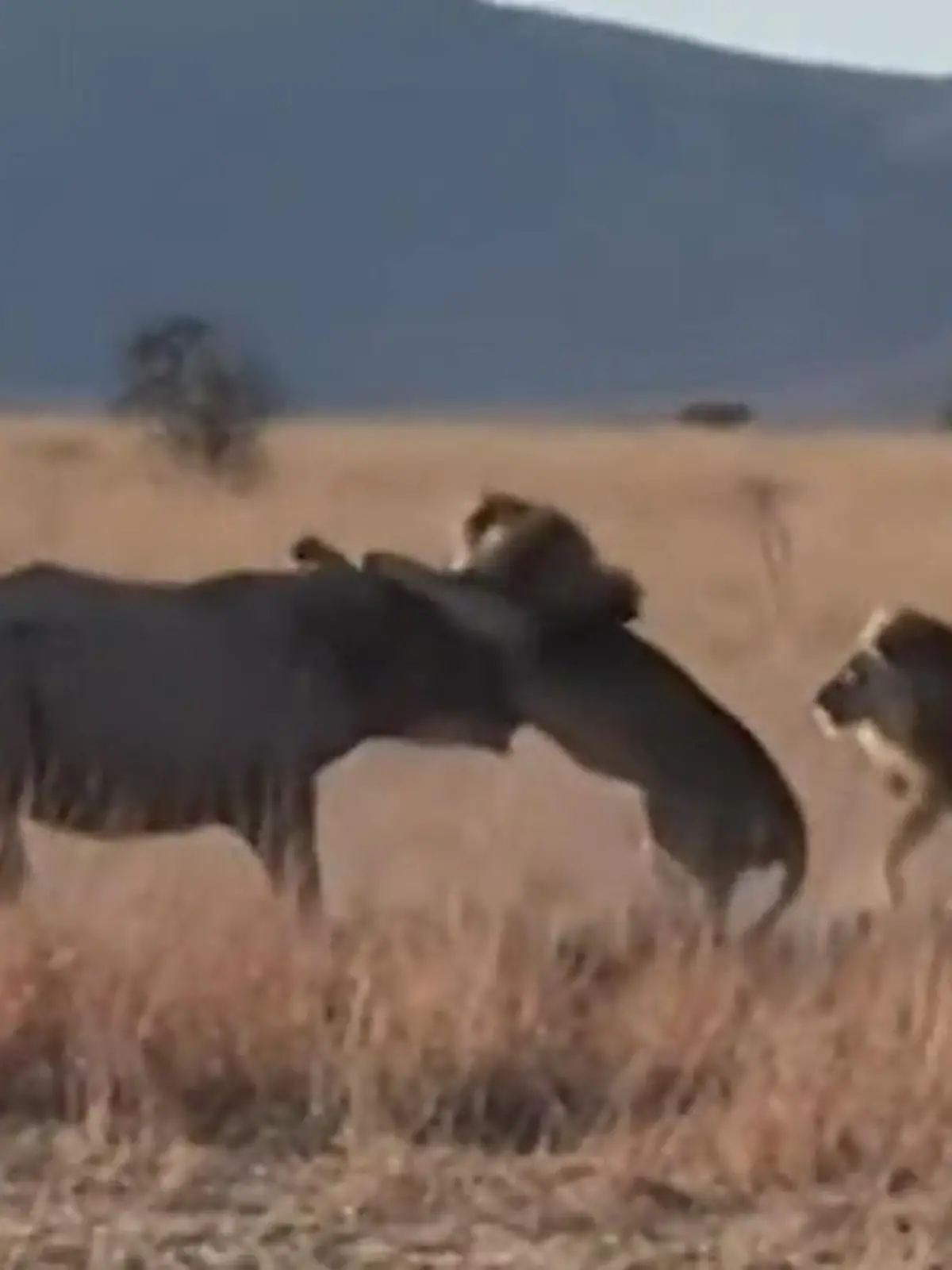 Bild zu: "Zwei gegen einen! Spektakuläre Jagdszenen auf Safari – Löwen stürzen sich auf Nashorn "