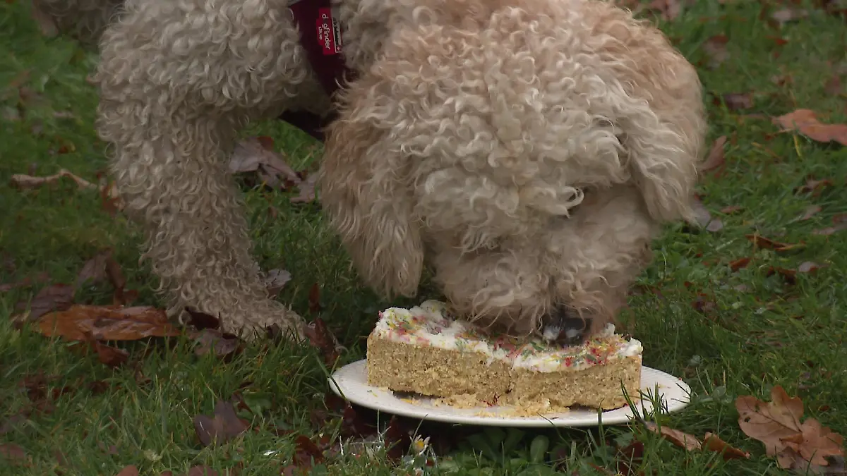 Lecker! Hundefreundliche Kuchen und Getränke liegen voll im Trend.