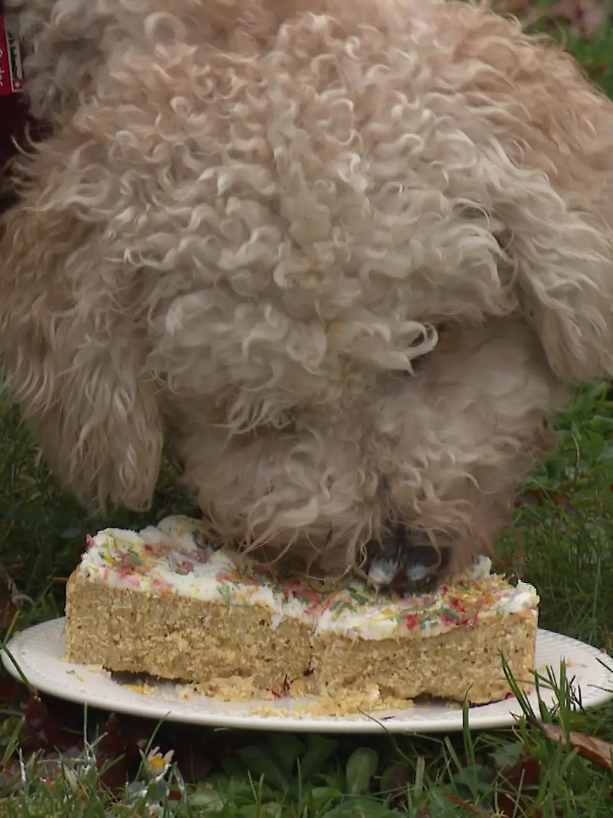 Bild zu: "So viele Menschen feiern Hunde-Geburtstage mit professionellen Cocktails und Kuchen"