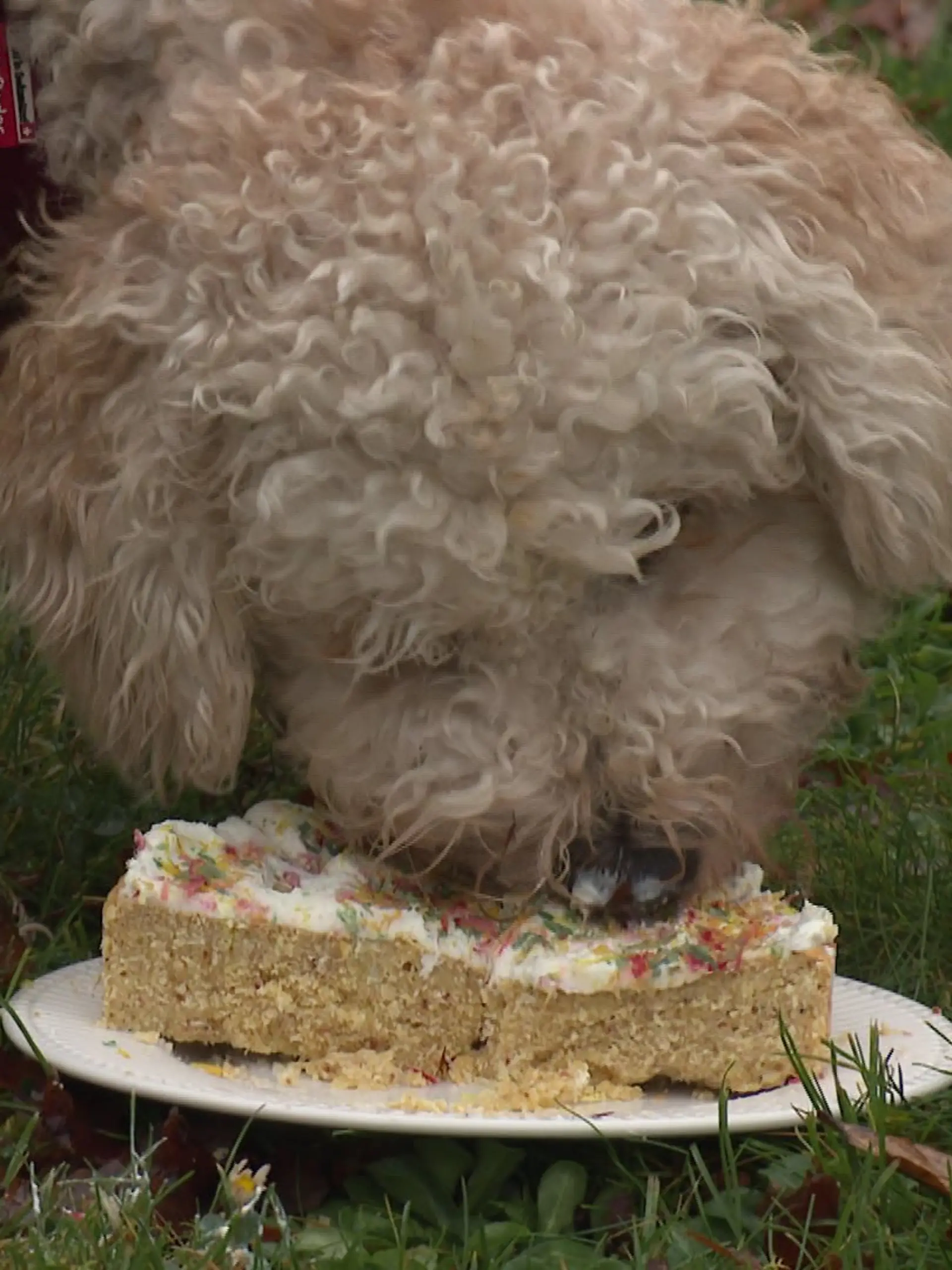 Bild zu: "So viele Menschen feiern Hunde-Geburtstage mit professionellen Cocktails und Kuchen"