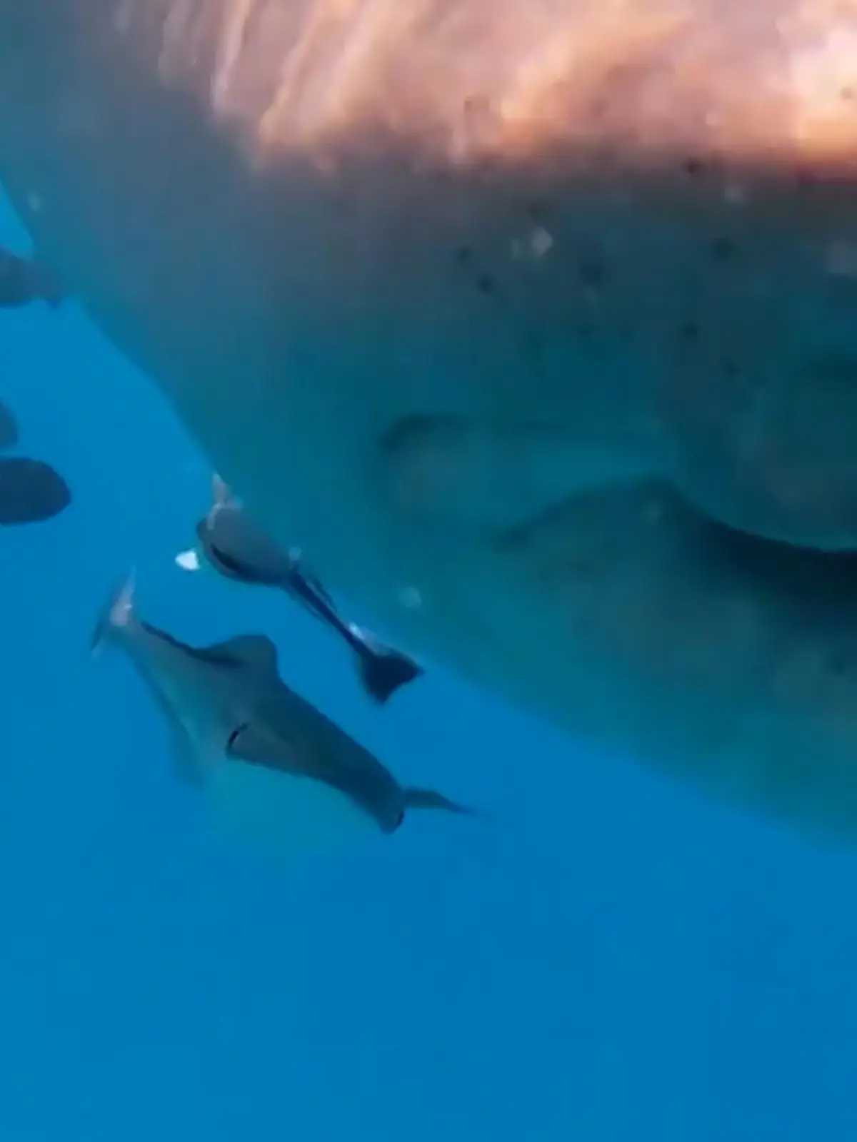 Bild zu: "Einzigartiges H(a)ighlight! Taucher fast von Raubfisch verschluckt – DAS rettet ihn"