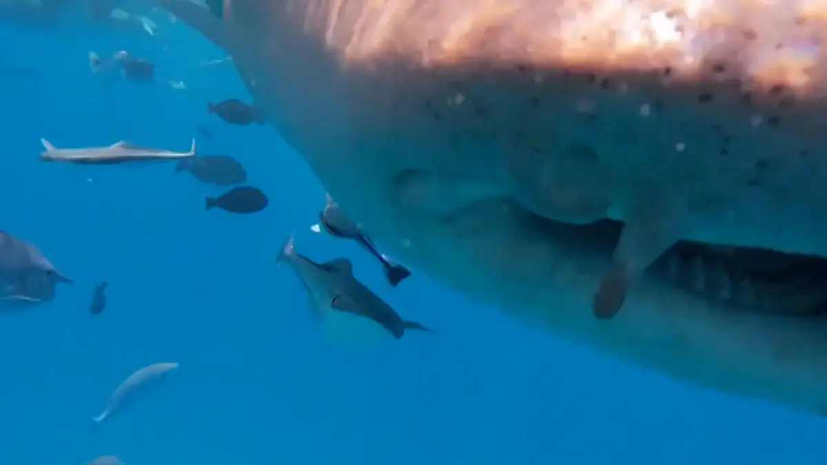 Einzigartiges H(a)ighlight! Taucher fast von Raubfisch verschluckt – DAS rettet ihn Plötzlich schnappt er zu