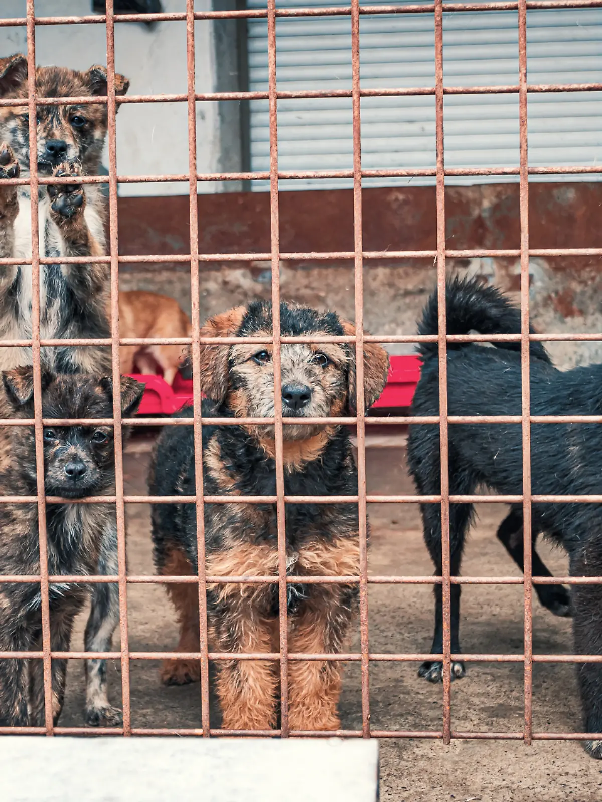 Hunde im Zwinger (Symbolfoto)