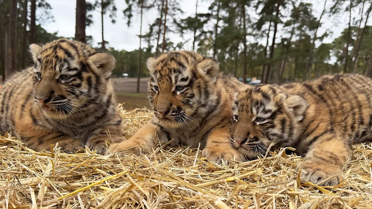 Diese drei Tigerbabys wurden im Serengeti-Park in Hodenhagen geboren.