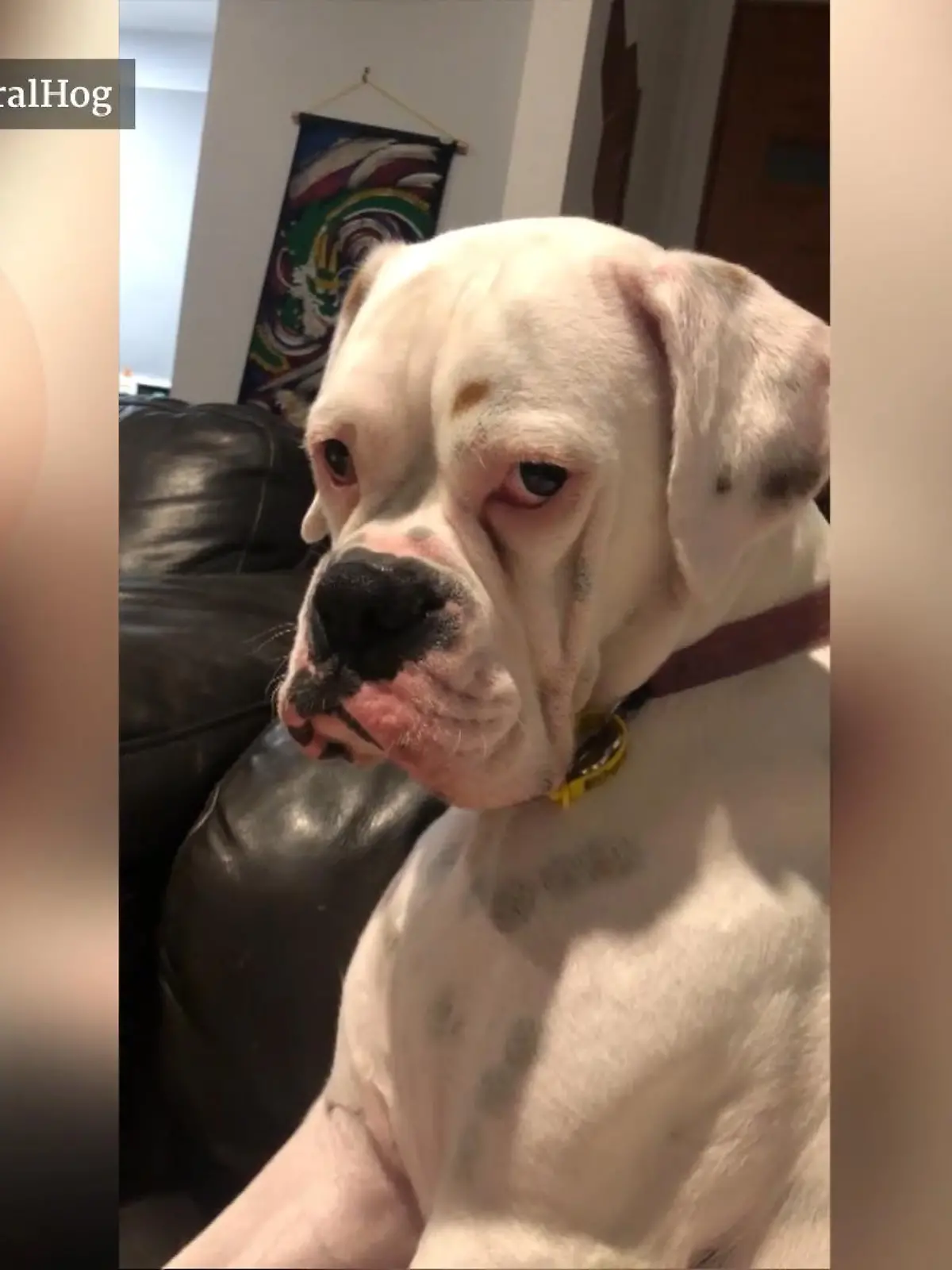 Dieser Hund findet es gar nicht gut, dass ihm die Katze den besten Platz und vor allem die Aufmerksamkeit des Herrchens streitig macht.