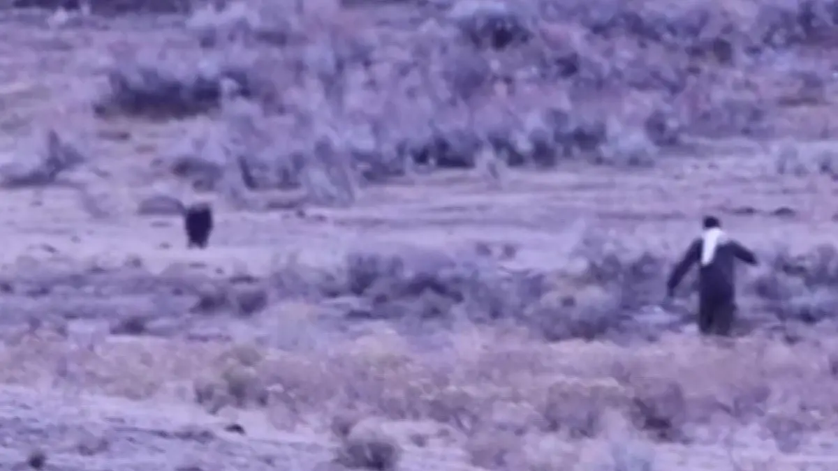 Hirnrissige Aktion im Nationalpark! Besucher legt sich mit Wolfsrudel an  Er läuft auf Raubtiere zu