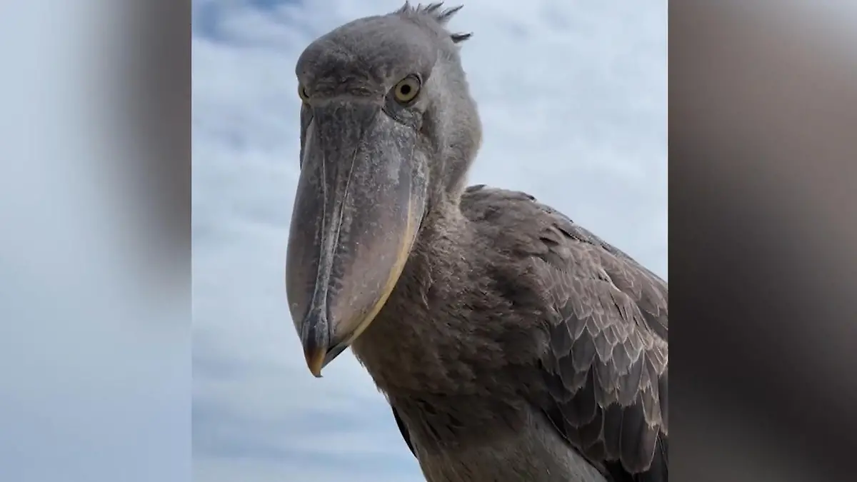 Er klingt wie ein Maschinengewehr! Riesiger Dino-Vogel landet auf Touri-Boot Grusel-Schock während Ausflug
