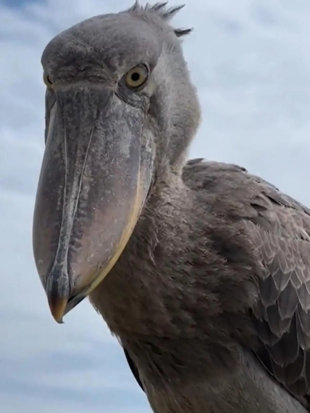 Bild zu: "Er klingt wie ein Maschinengewehr! Riesiger Dino-Vogel landet auf Touri-Boot"
