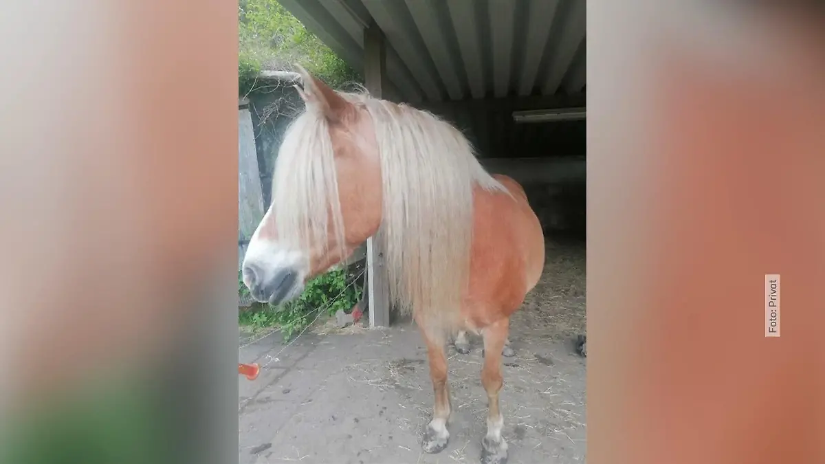 Pferd erschossen – Prozessauftakt Mit Wildschwein verwechselt