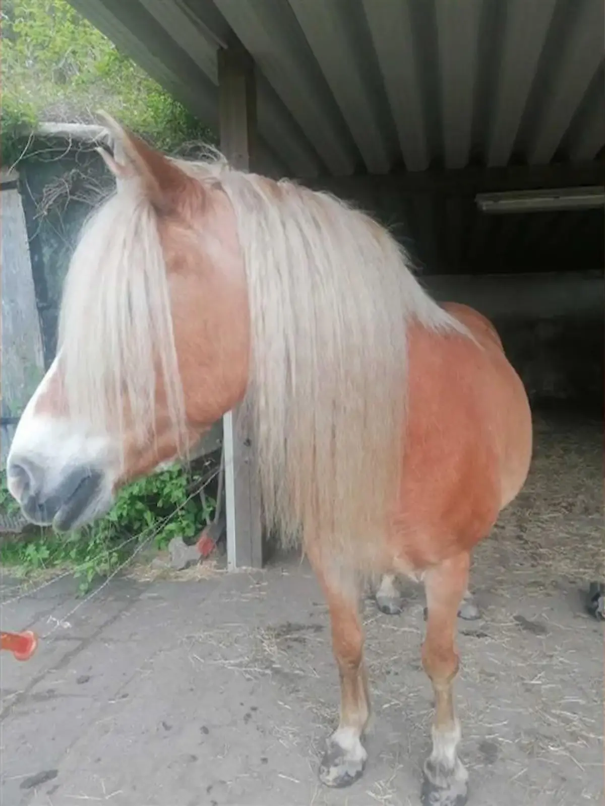 Bild zu: "Pferd erschossen – Prozessauftakt"