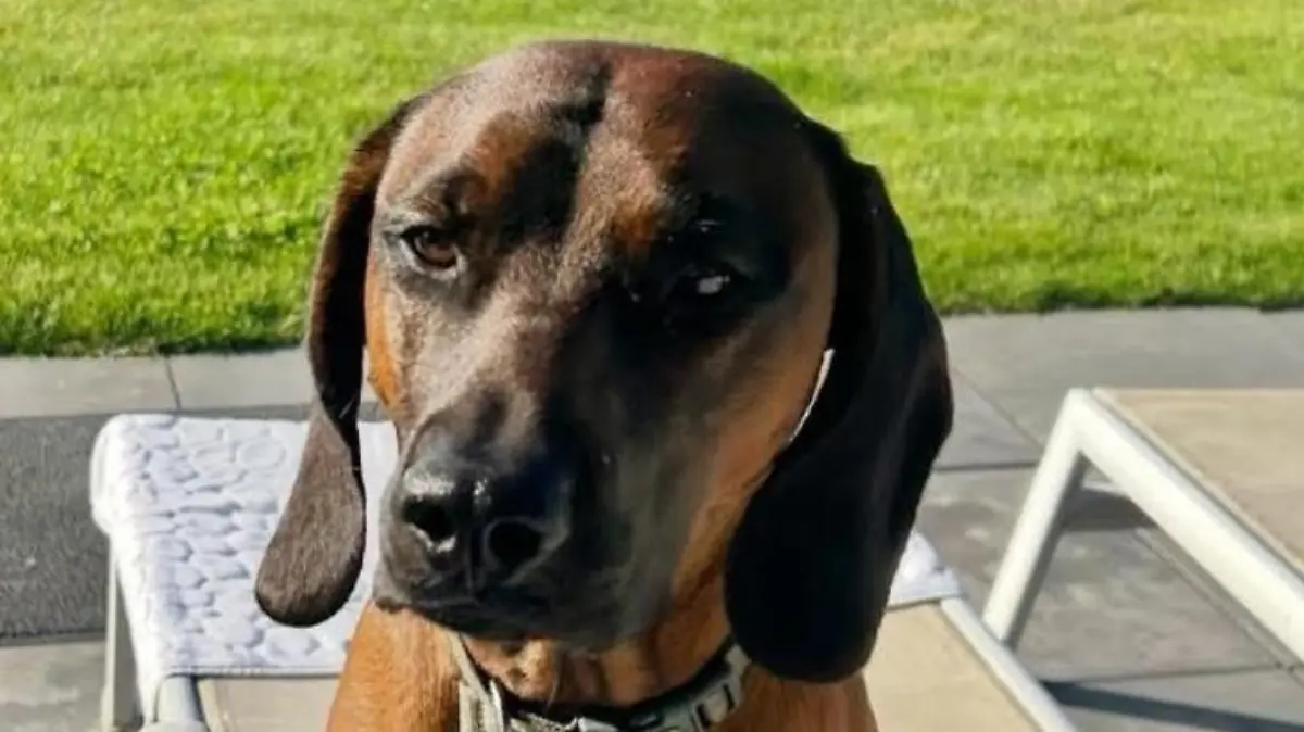 Hund Balou wird nach dem Tod seiner Familie auf der B51 gesucht.