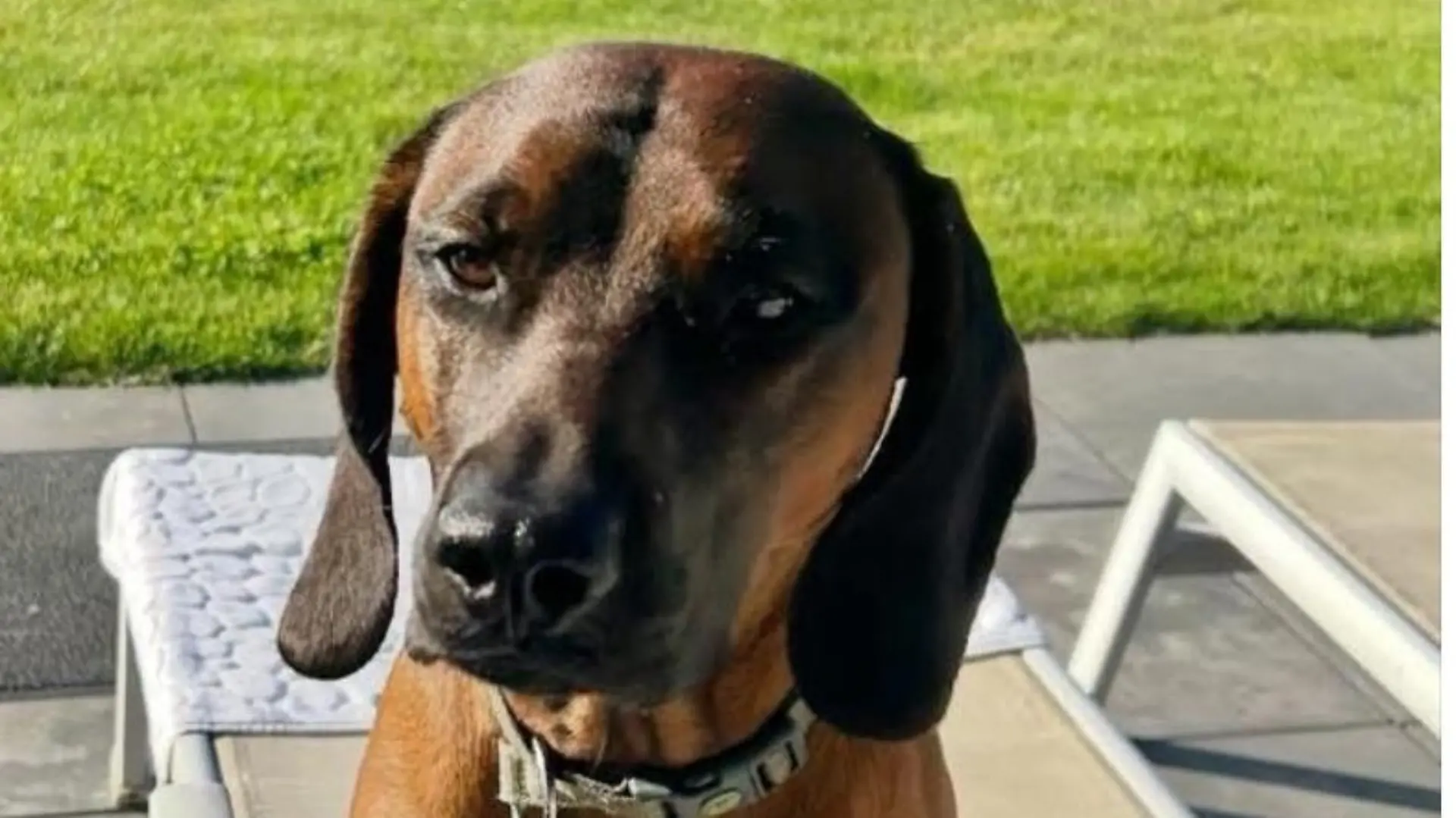 Hund Balou wird nach dem Tod seiner Familie auf der B51 gesucht.