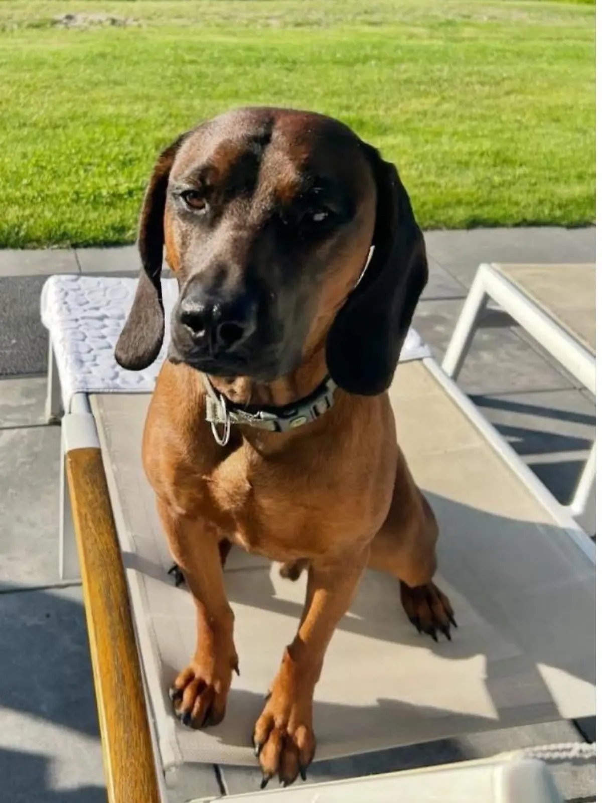 Bild zu: "Familie bei Autounfall getötet – Hund Balou überlebte und wird jetzt gesucht "