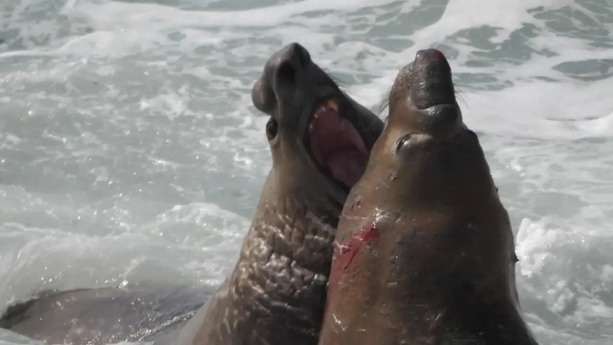 Kampf der Kolosse! See-Elefanten liefern sich blutige Auseinandersetzung Wer ist der Stärkste am Strand?