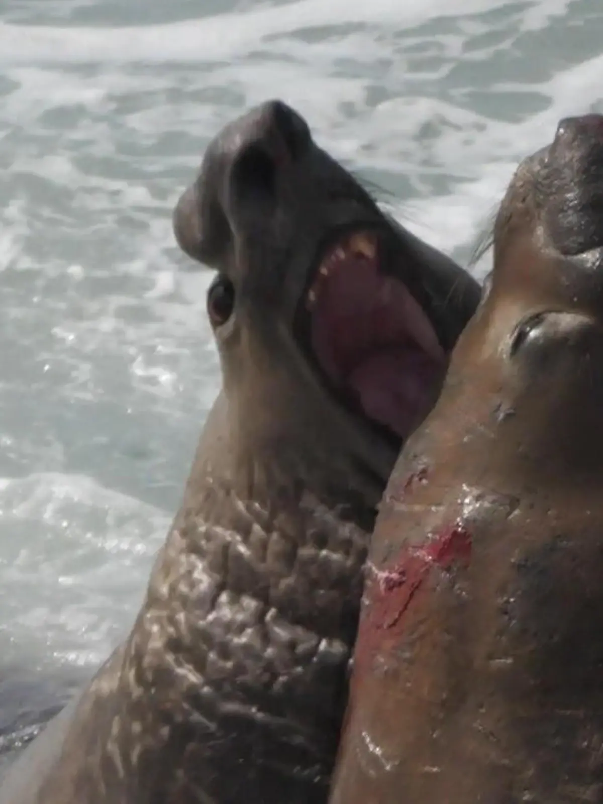 Bild zu: "Kampf der Kolosse! See-Elefanten liefern sich blutige Auseinandersetzung"