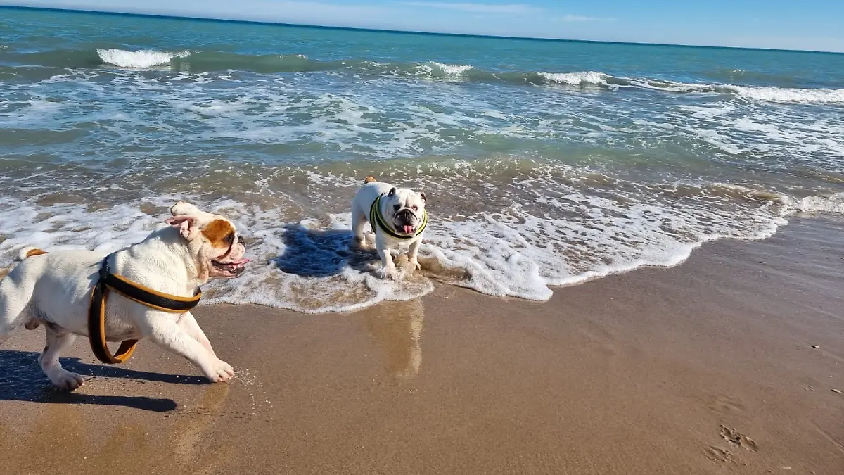 Marlon (links) und die mittlerweile verstorbene Molly.